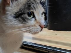 -宠瑞康动物医院