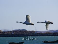 -烟墩角天鹅湖
