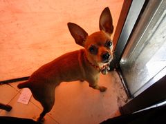 小狗狗-花市豌杂面(民生路店)