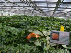 -兰陵国家农业公园