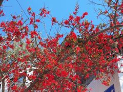 -桃源山庄·水蜜桃采摘·柴火鸡·烧烤团建(龙泉山店)