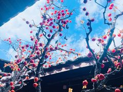 -初溪土楼群