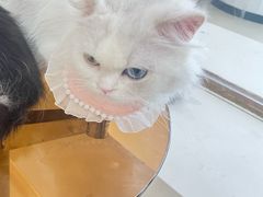 -共舞时光猫咖·狗咖(新街口店)