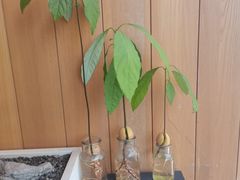 -翠贝卡&Mama Kelly Brunch Coffee(河西店)