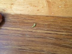 -傣妹火锅(狮子桥店)