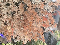 -城墙拐拐火锅(三峡广场黑金冠店)