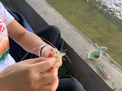 -会江钓鱼钓虾烧烤场