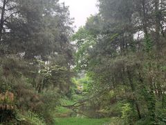 -铁山坪森林公园