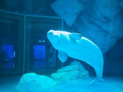 -上海海昌海洋公园-冰山北极馆