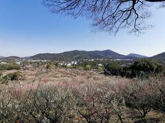 -香雪海