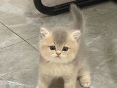 -猫十亿·布偶金渐层·曼基康矮脚猫舍(青年路店)