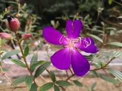 -火炉山森林公园