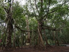 -中国科学院西双版纳热带植物园