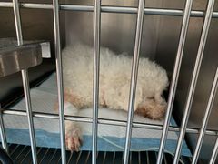 -康成宠物医院24H·CT·核磁共振