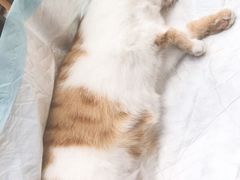 -灵美宠物诊所