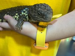 -帕帕拉兹宠物(亚洲旗舰店)