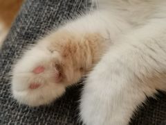 -滚猫咖啡·猫咖·猫友好撸猫(未来城店)
