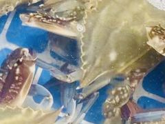 -四海蒸鲜蒸汽海鲜自助(北戴河店)