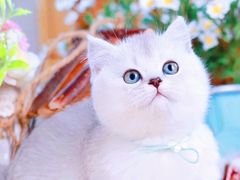 -十年猫舍·猫咪专门店(普陀店)
