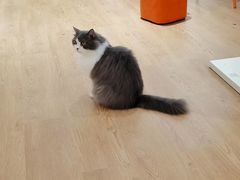 -1013 PET SHOP精品宠物商店(丁香店)