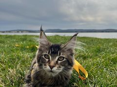 -宠爱国际动物医院·消化内科·心肾内科·ISFM猫友好(望京店)