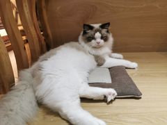 -滚猫咖啡·猫咖·猫友好撸猫(未来城店)
