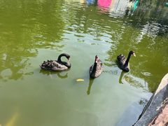 -深圳野生动物园