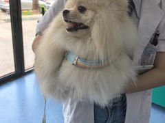 -博特宠物医院24h犬猫全科.骨科·异宠