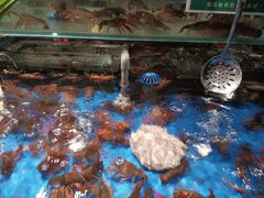 -亚马逊蒸汽活海鲜自助(LCM置汇旭辉广场店)
