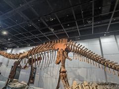 -浙江自然博物院(杭州馆)