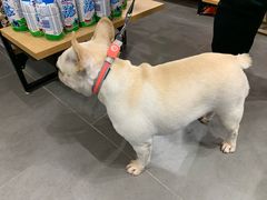 -哈尼爱宠·宠物生活会馆