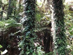 -怀托摩萤火虫洞