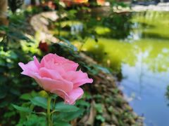 -深圳国际园林花卉博览园