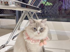 -怪兽屋·羊驼·猫咖·狗咖(俊华广场店)