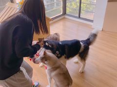 -Husky Go! 哈士奇体验馆·宠物咖啡厅狗咖