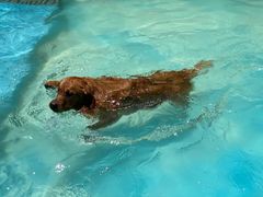 -汪说喵讲宠物乐园宠物酒店(红星美凯龙店)