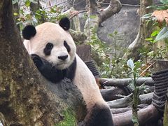 -都江堰中华大熊猫苑