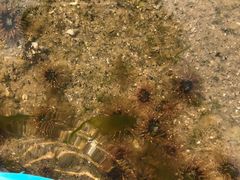 -日照灯塔风景区