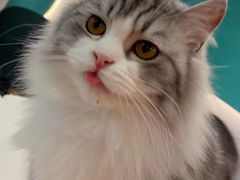 -飞行喵MR PILOT|猫舍·猫咖(静安大融城店)
