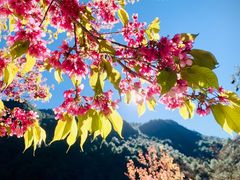 -苍山感通索道