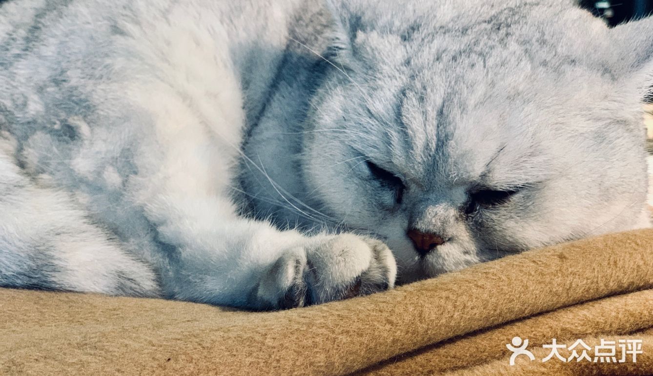 在这喝上一杯手冲，观察观察🐱们，午后时光舒服的紧[得意]