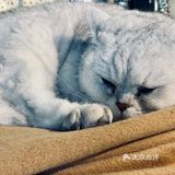 在这喝上一杯手冲，观察观察🐱们，午后时光舒服的紧[得意]