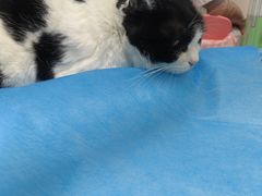 -喜多萌中农锦绣动物医院24H·猫科·牙科MRI·CT