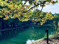 -上海共青森林公园