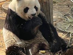 -西霞口神雕山野生动物世界