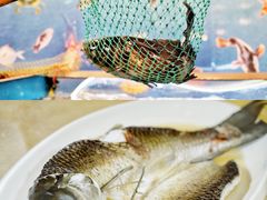 油盐蒸山坑鲩鱼-清心鸡沙田乳鸽店·非遗传承(粤垦路店)