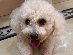 -宠颐生汉谟拉比宠物医院