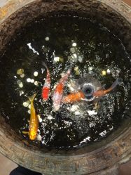-木北造型