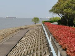 -上海滨江森林公园
