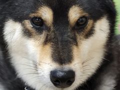 -柴迷FANS CLUB·柴犬狗咖·猫咖